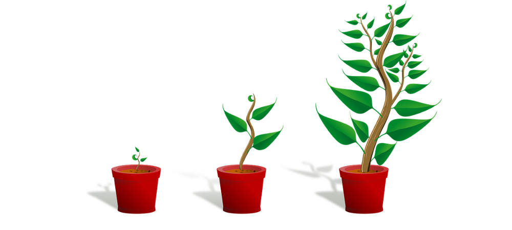 growing plant